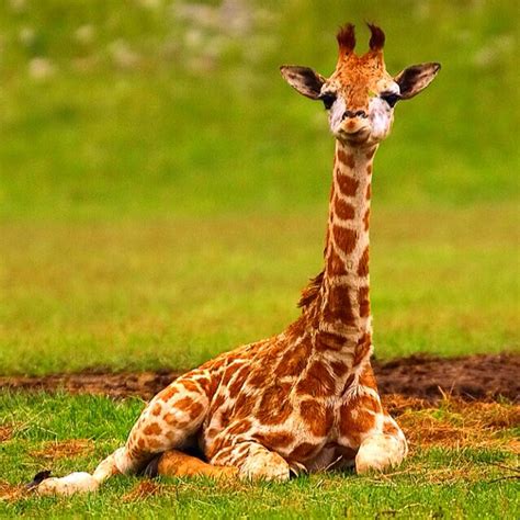 Baby Giraffe! #baby #giraffe #babyanimals #wildlife #conse ...