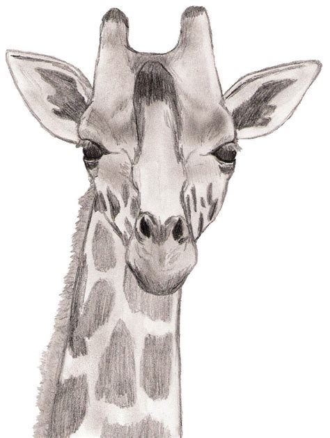 Baby Giraffe   Drawing Photo  22114137    Fanpop