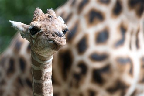 Baby Giraffe   Woodland Park Zoo Seattle WA