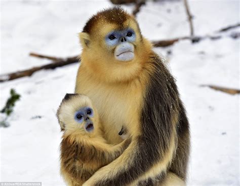 Baby golden monkey is stunned by snow in Chinese nature ...