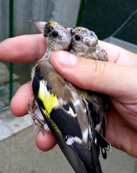 baby goldfinches for sale | Birdtrader