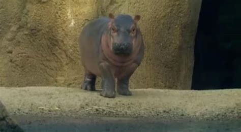 Baby hippo Fiona explores her exhibit for first time at ...