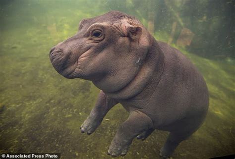 Baby hippo makes her media debut at zoo | Daily Mail Online