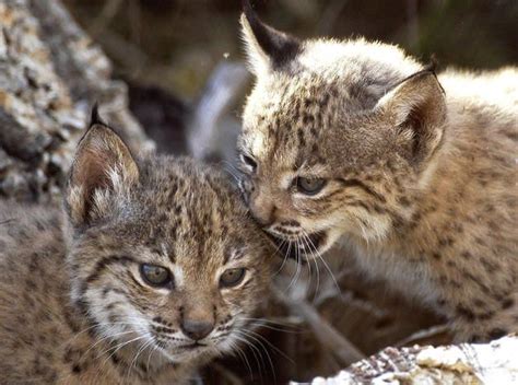 Baby Iberian Lynx | La lista de animales en peligro de ...