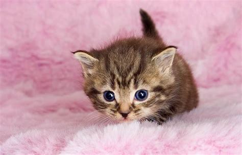 baby kitty | Gatos bonitos, Fotos de gatitos bebes, Perros ...