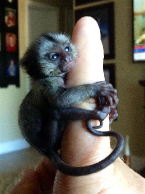 baby marmoset monkeys for sale #petstuffforsale | Смешные ...