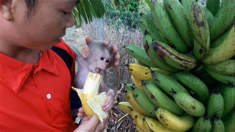 Baby Monkey Doo Loves Bananas   Funny Animals   YouTube