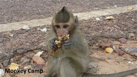 Baby monkey eat banana, Baby monkey grow up so fast ...