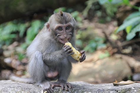 Baby monkey eating banana by Olivier Bierlaire   Photo ...