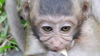Baby Monkey Eating Banana Like Human   Cute Babies Monkeys ...
