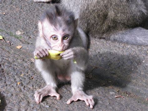 Baby Monkey eating banana | Photo