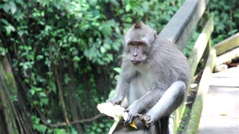 Baby Monkey Eating Banana   YouTube
