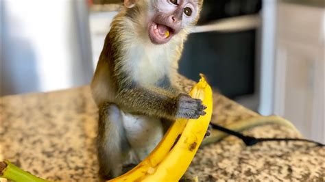 Baby Monkey & Mushy Banana!   YouTube