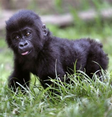 Baby mountain gorilla. So freaking cute. | Furry and not ...