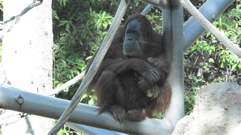 Baby Orangutan at San Diego Zoo   YouTube
