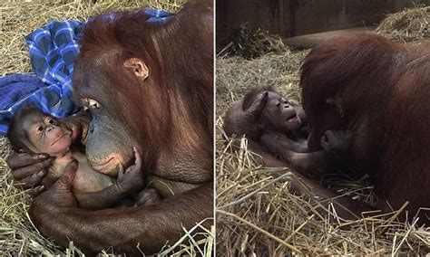 Baby orangutan born at Smithsonian s National Zoo is the ...