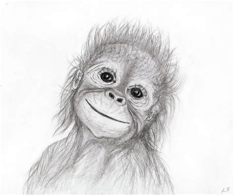 Baby Orangutan Drawing by Sergey Lukashin