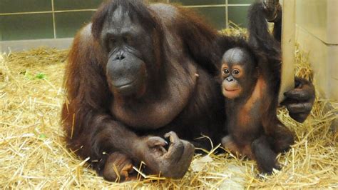 Baby Orangutan Finds Home With Surrogate Mom   ABC News
