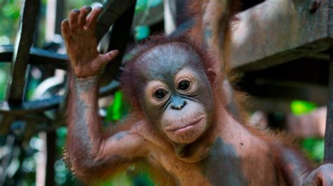 Baby Orangutan Learns To Climb After Being Shot   Pets ...
