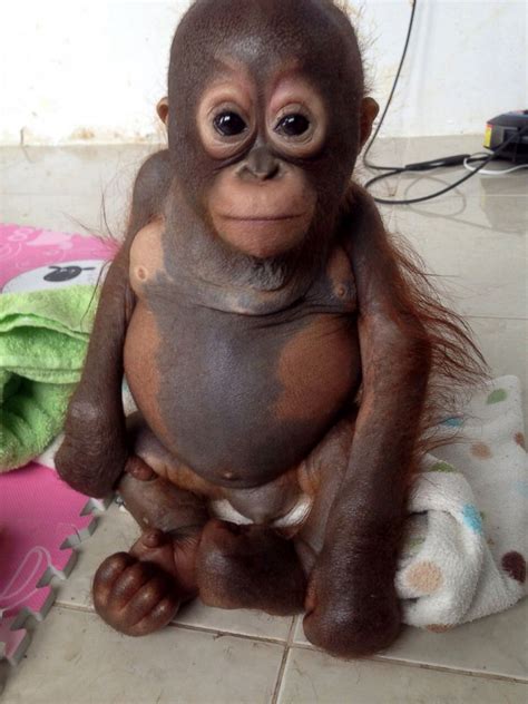 Baby Orangutan Named Budi Thrives After Rescue Picture ...
