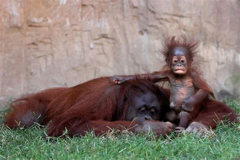 Baby Orangutan Plays With Her Mother Picture | Cutest baby ...