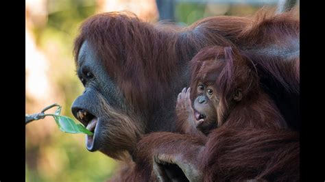 Baby Orangutan Ready to Celebrate First Birthday at the ...