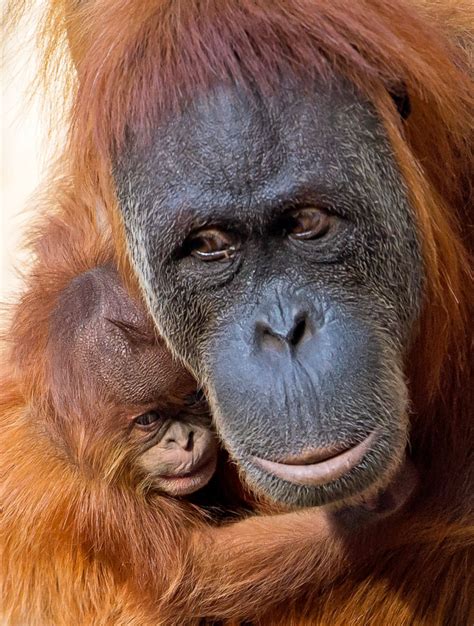 Baby orangutan snuggles with its mother Picture | Cutest ...