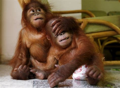 Baby Orangutans Play Peekaboo Picture | Cutest baby ...