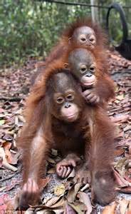 Baby orangutans play up to the camera at Borneo Island ...