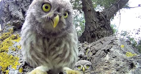 Baby Owls Find Camera Near Their Nest and Try to Eat It ...