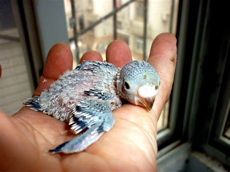 Baby Parakeet Free Stock Photo   Public Domain Pictures