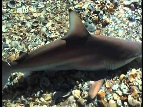 Baby Sharks Attack Fishermen   YouTube