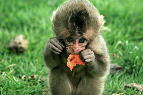Baby Snow Monkey eating an orange | The snow monkeys at ...