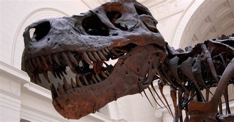 Baby T Rex fossil listed on eBay for $3 million sparks outrage