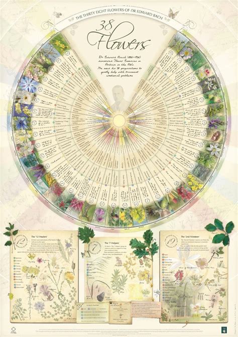 Bach Flower Poster Wall Chart for the 38 Essences Remedies ...