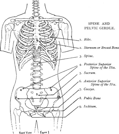 Back Bones Diagram : The bones of the chest — namely the ...