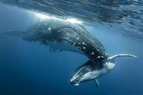 Back From the Brink of Extinction, Humpback Whales May ...
