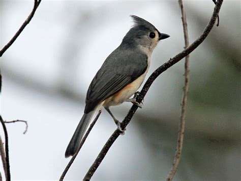 Back Yard Birds of Western North Carolina | Owlcation