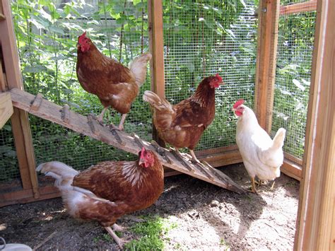 Backyard Chicken Keeping Gains Momentum in Anchorage ...