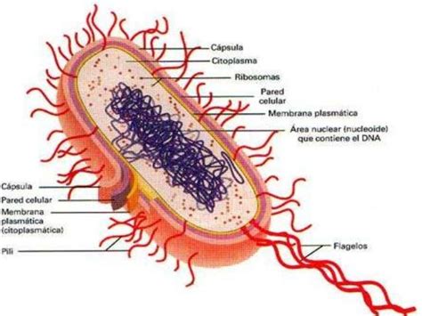Bacteria y sus partes   Imagui