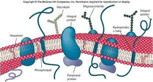 Bacterial Cell Structures and Treatments 1   Revision ...