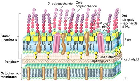 Bacterial Cell wall: Structure, Composition and Types