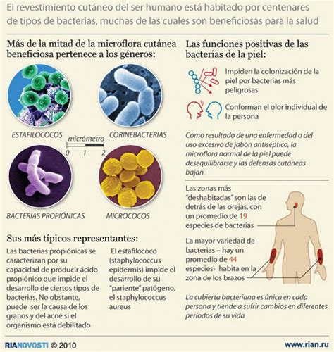 Bacterias beneficas para la salud   INVDES