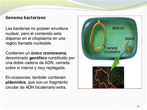 Bacterias definicion y clases