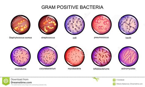 Bacterias grampositivas ilustración del vector. Ilustración de ...