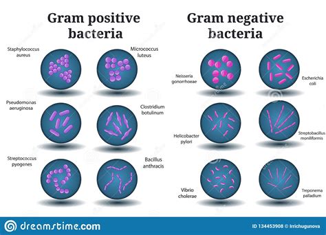 Bacterias Grampositivas Y Gramnegativas Coco, Bacilo, Bacterias ...