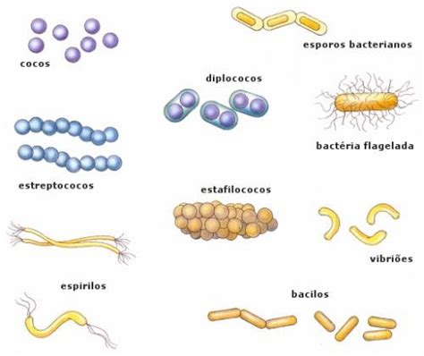 Bacterias: Las Bacterias