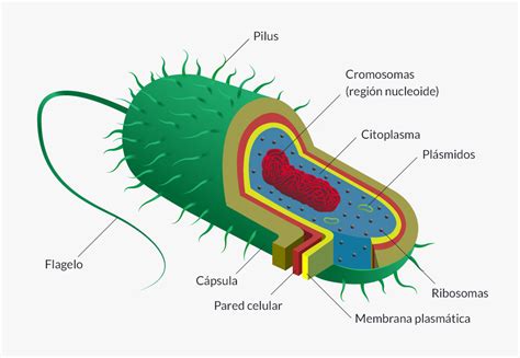 Bacterias   ¿Qué son?, características, tipos ...