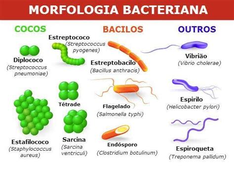 Bactérias   Toda Matéria