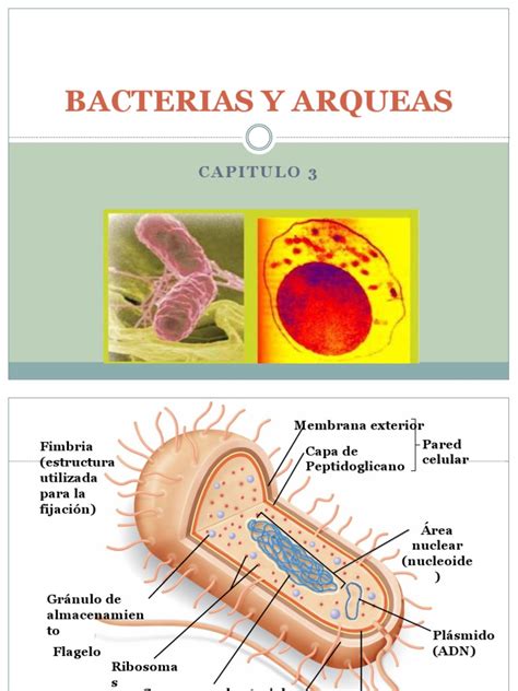 Bacterias y Arqueas | Las bacterias | Archaea | Prueba gratuita de 30 ...